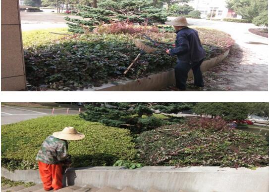 綠植修剪，美化環境